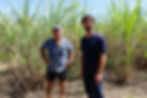 The benefits of converting flood-prone cane paddocks into melaleuca plantations