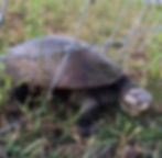 ‘Turtle gate’ gives safe passage in feral pig dilemma