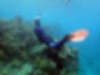 Scientists, Traditional Owners and conservationists come together in ‘The Reef Cooperative’