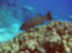 Spearfishing restrictions boost fish stocks