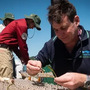 Restoring lost seagrass meadows in the Great Barrier Reef