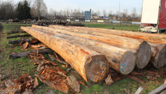 Peeling of to be wooden columns