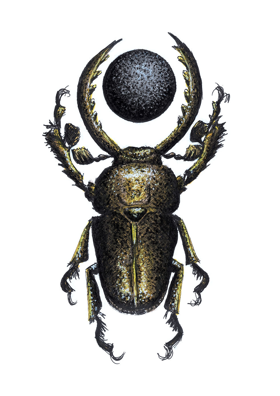 Thumbnail: Fine Art Print "stag beetle"