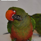Golden Capped 03.jpg