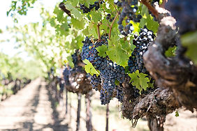 tree-branch-plant-grape-vine-vineyard-72