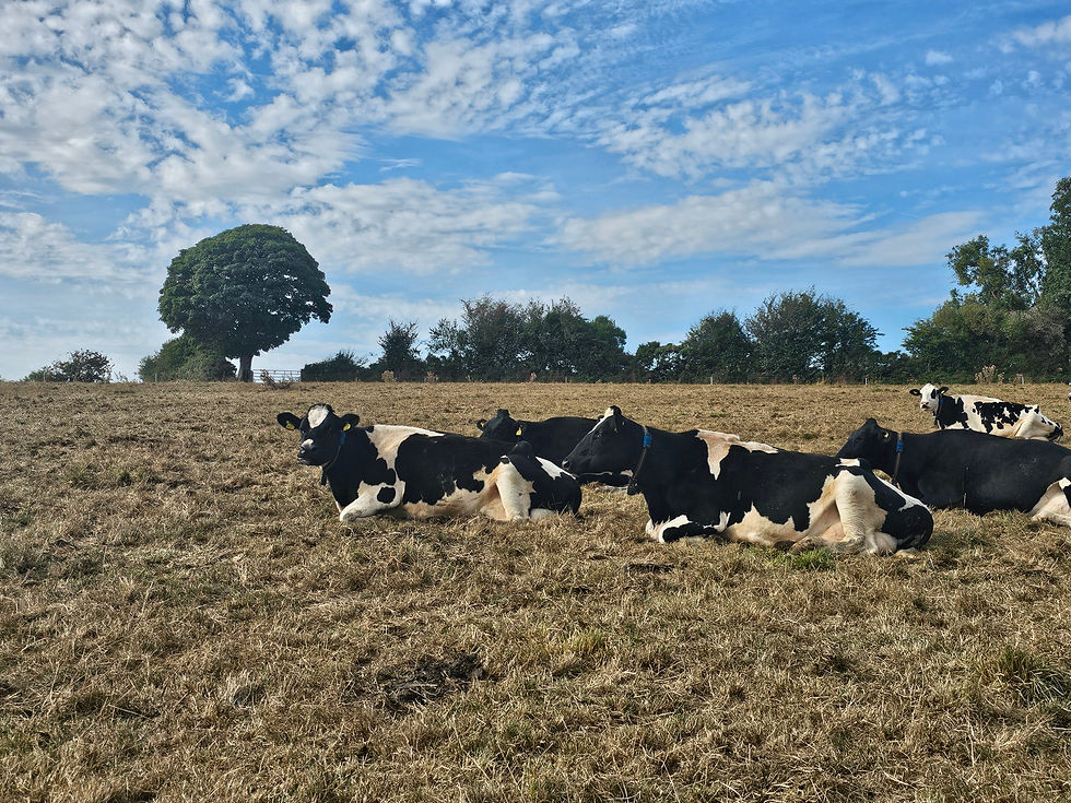 Some of our cows relaxing on the dried out grass in July 2026, photo by Cheryl Poole