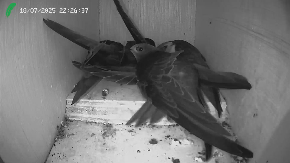 A nest full! Two adults and two chicks just before fledging - screenshot from nest box camera