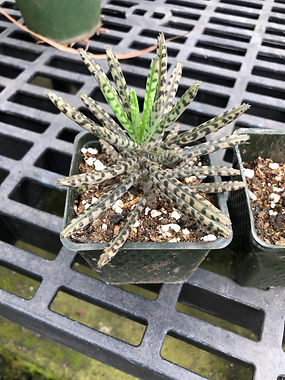 succulents.jpeg