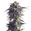 Miniature : Sundae Driver Royal Queen Seeds
