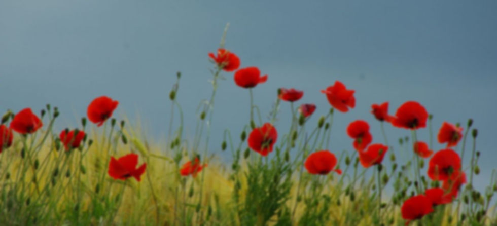 klaprozen3-1200x600 (1).jpg