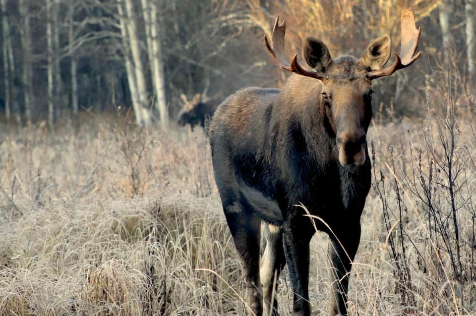Spring Bear Hunt — Blais'n Bulls Outfitting Ltd. – Blais'n Bulls Outfitting Ltd.