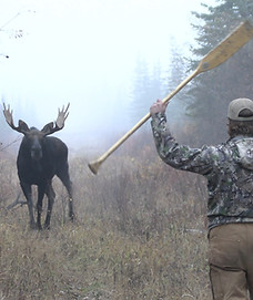 moose picture 2.JPEG