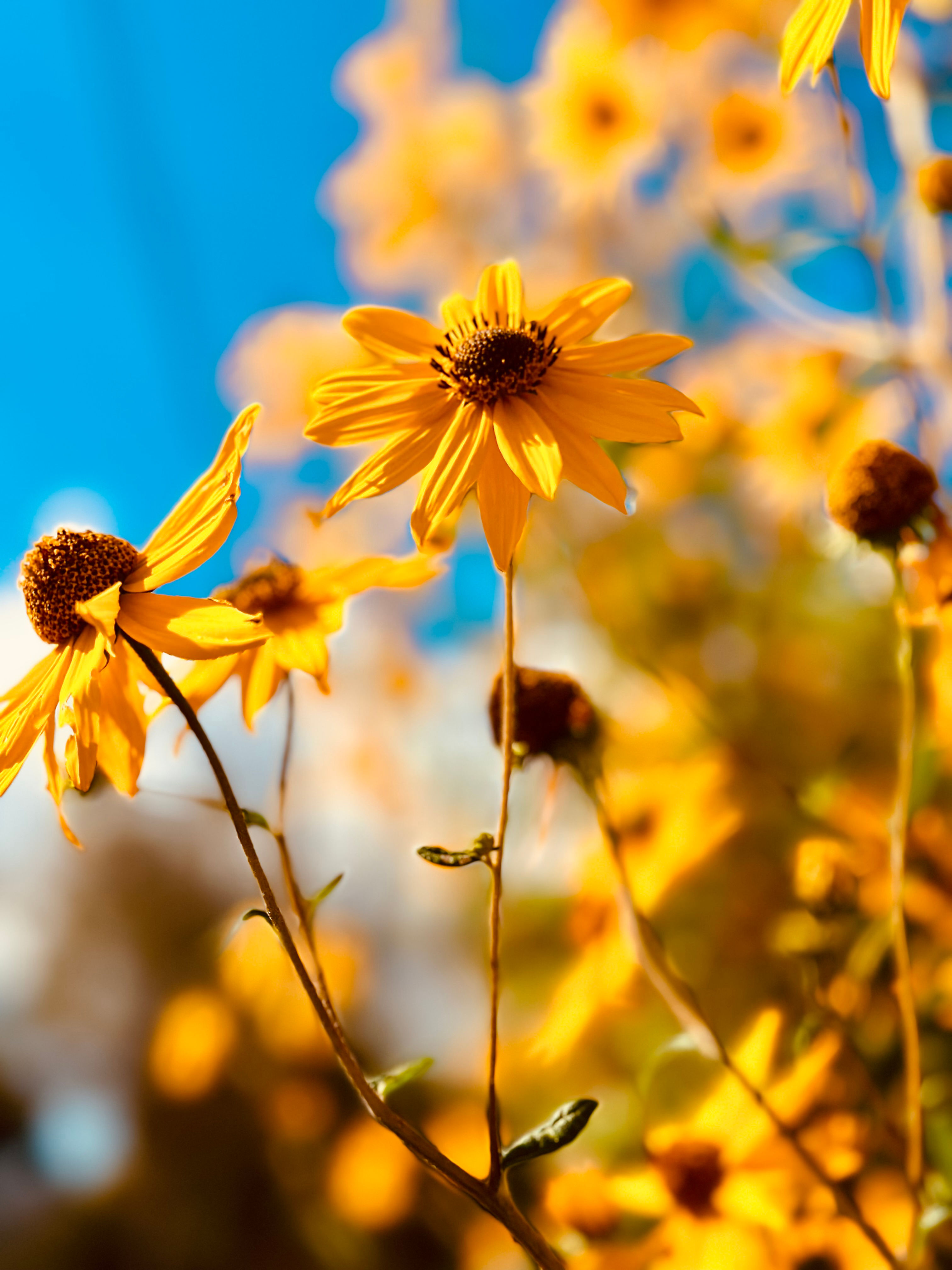 yellow flwrs