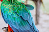 parrot feathers.jpg