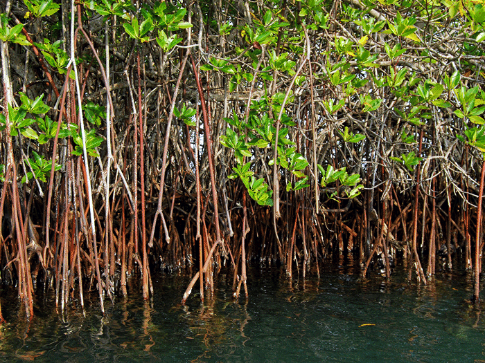 manglar.gif