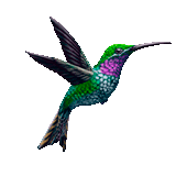 colibri-izq-tunez.gif