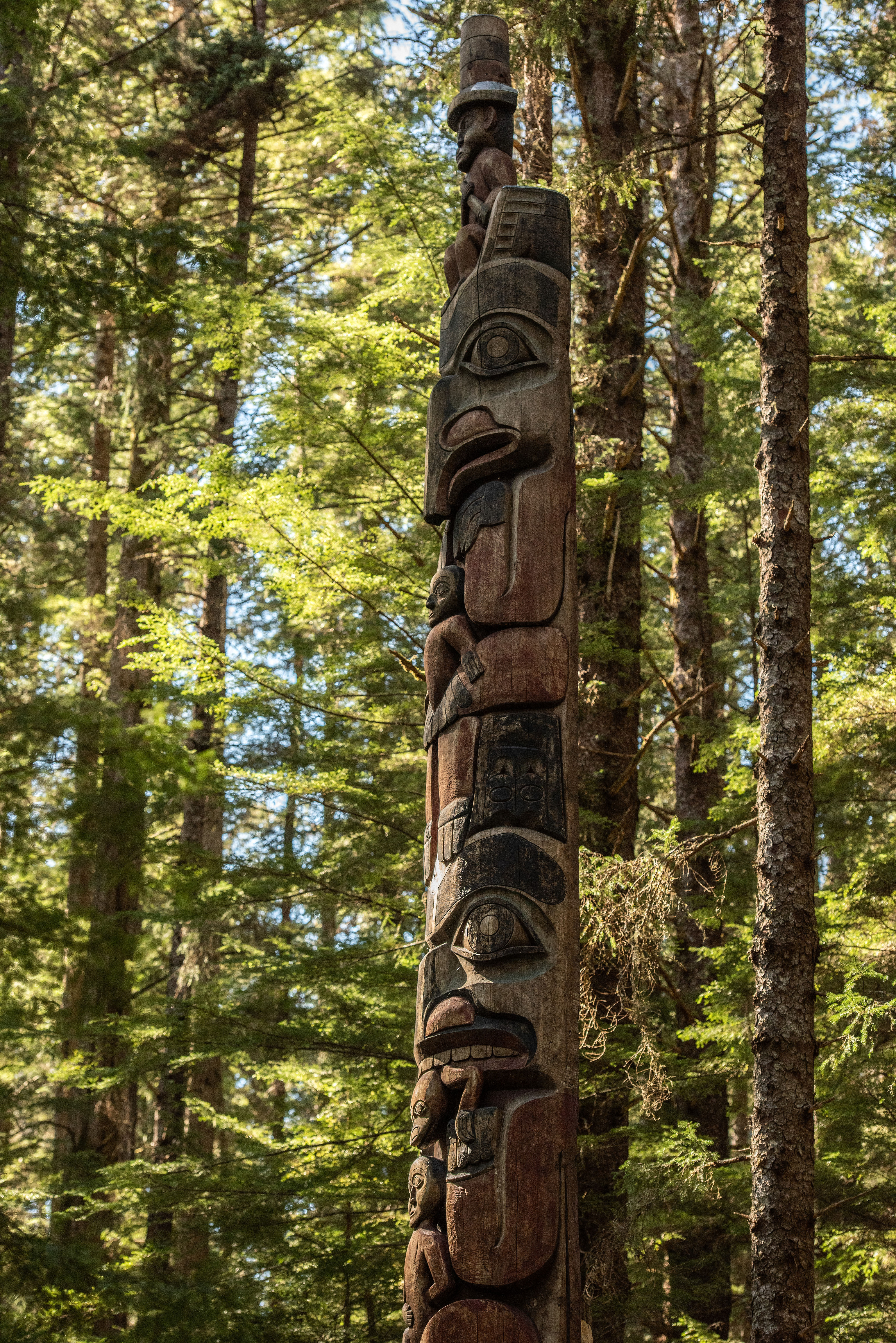 Tall trees of the NW Coast Temperate rain forest