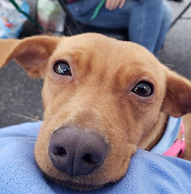 Autumn Alive! 2023 Pet Parade 6_edited.jpg