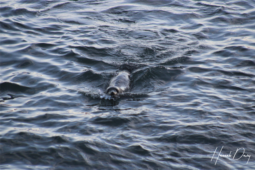 seal-waves-HannahDavey.png