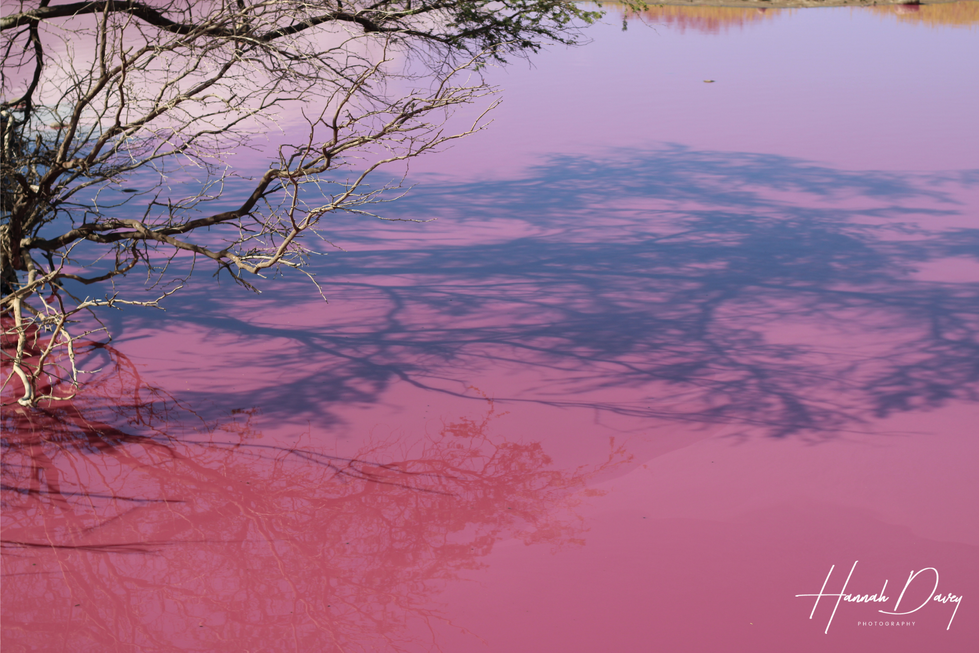 pink-lake-HannahDavey.png