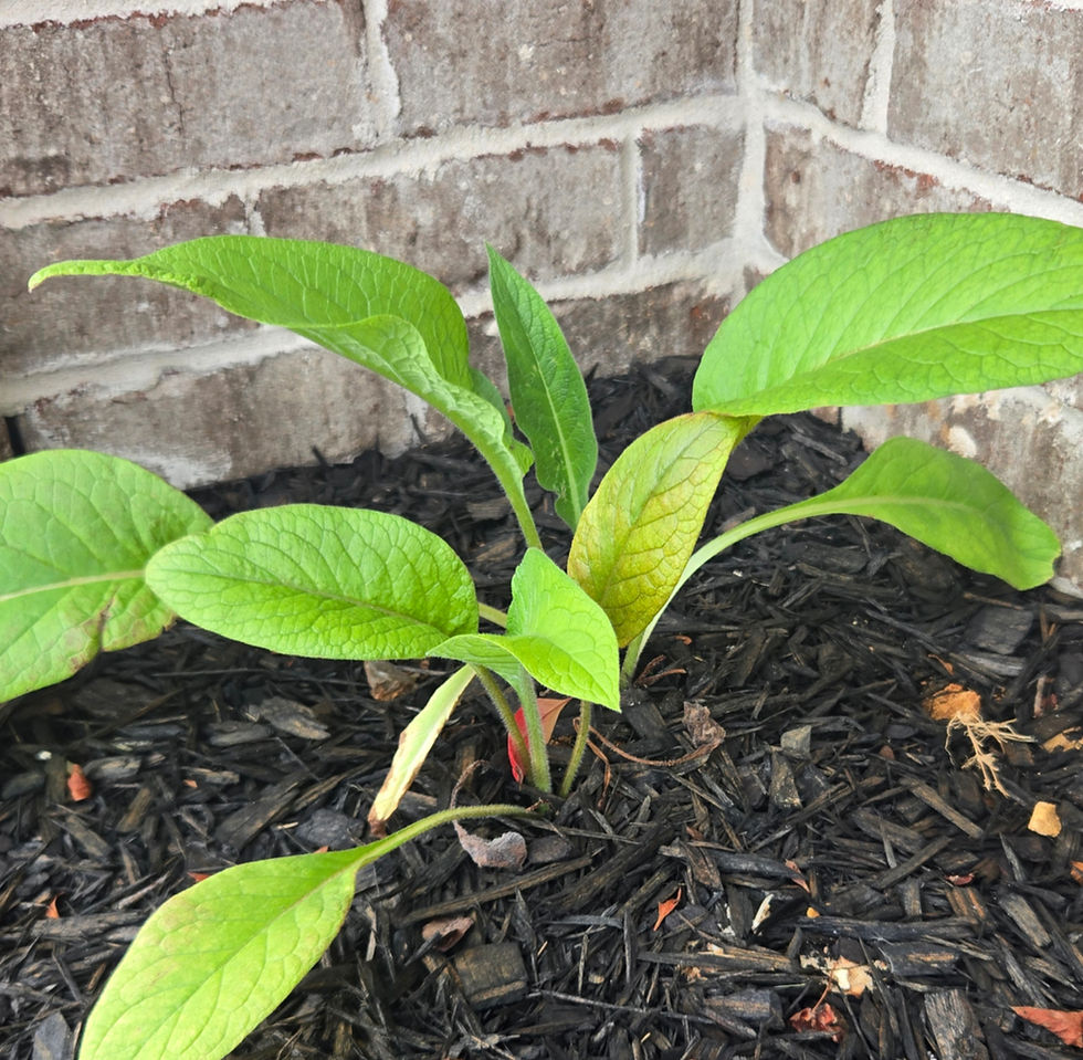Comfrey's Resilience