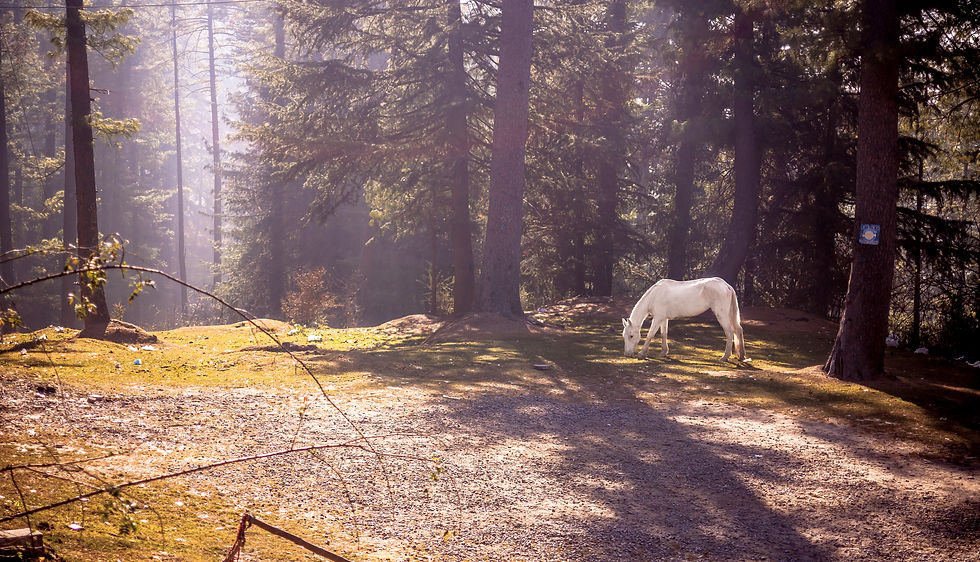 Horse Painting