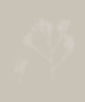 Kangaroo paw_edited.jpg