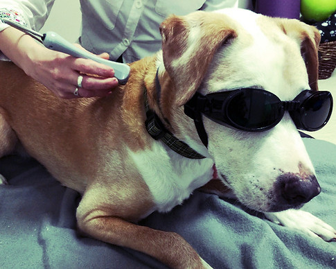 physical rehabilitation therapy for pets