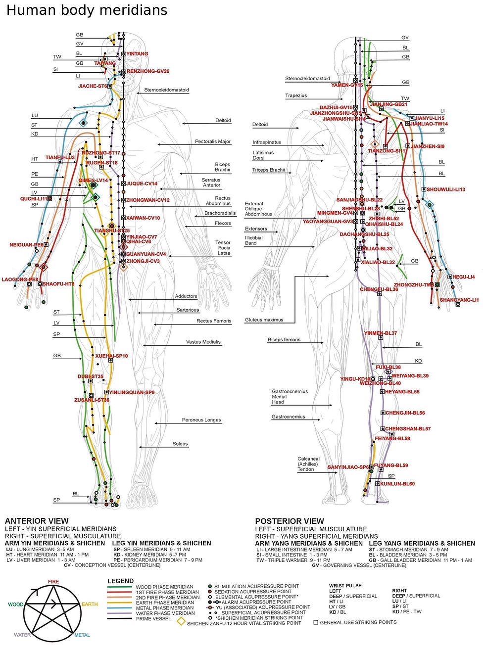 Chinese meridians. The bladder channel is in purple. Click to enlarge. Image source: Wikipedia.