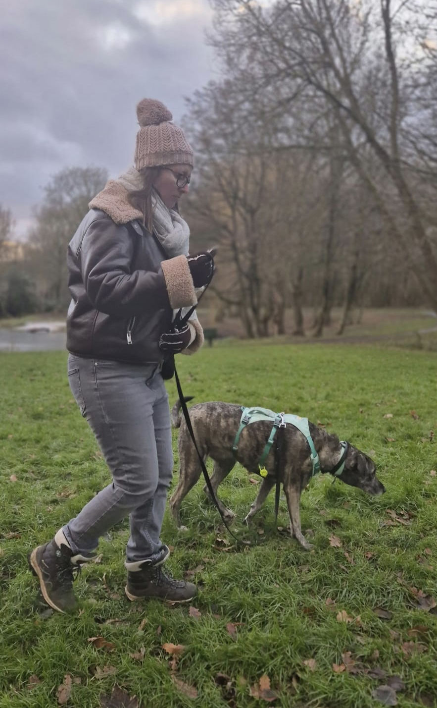 Reactive dog walking calmly on lead with owner