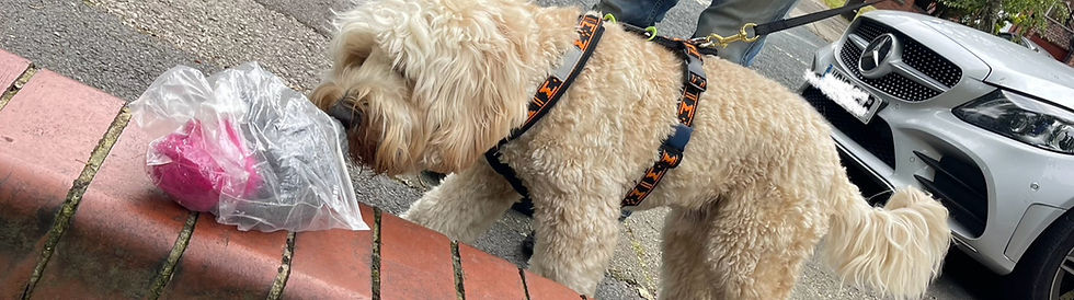 Dog reactive dog sniffing_edited_edited.jpg