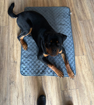 Settle training_edited.jpg