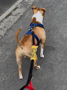 ReactiveDogStaring_edited.jpg