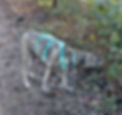 Rescue dog sniffing on walk_edited.jpg