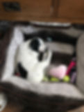 Training cocker spaniel to lie in her bed.jpg