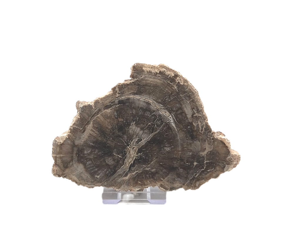 Thumbnail: Petrified wood slab 2 back