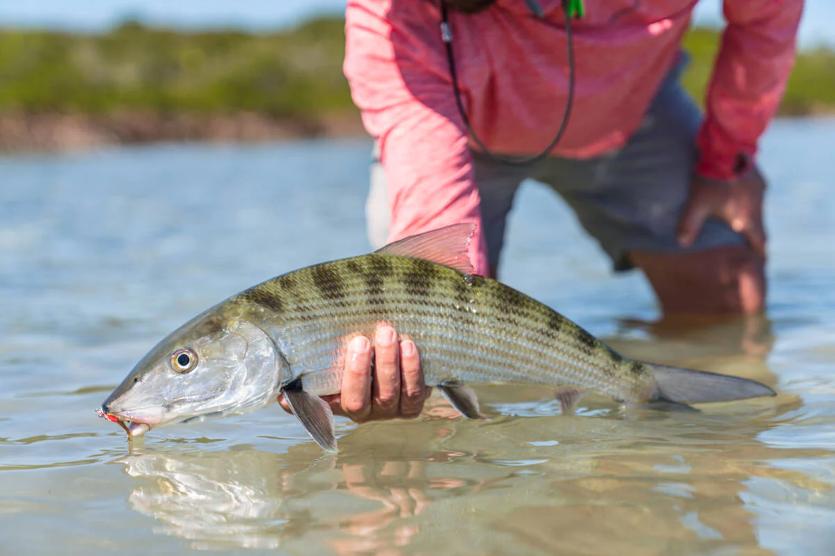tailwaters-fly-fishing-travel-53.webp