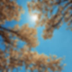 Clear blue sky.jpg