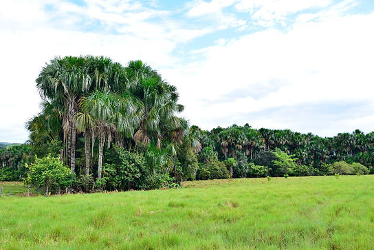 Cananguchales.jpg