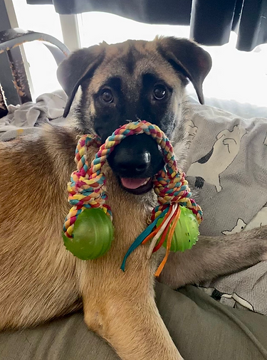 Trained dogs are better companies