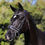 Thumbnail: Acavallo Bridle Poesia