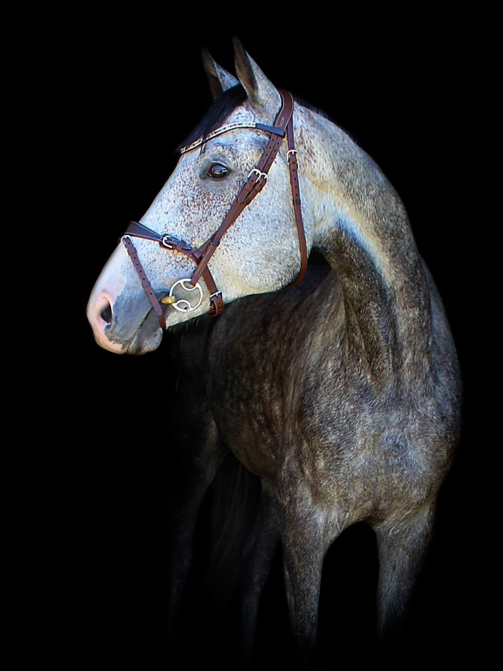 Thumbnail: Bridle Isadora