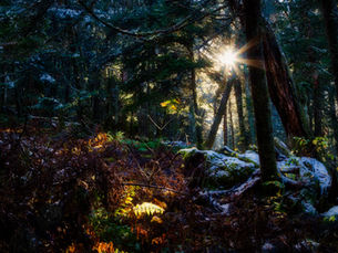 Quarantine Strength Routine