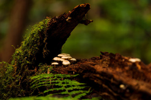 ©2022 Josh Fields, all rights reserved