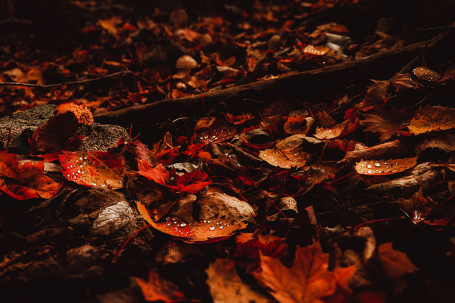 ©2022 Josh Fields, all rights reserved