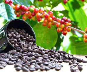 arabica coffee plant