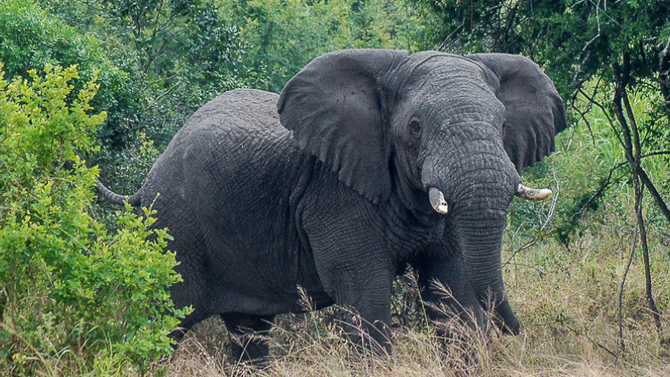 New maps show where humans are pushing species closer to extinction