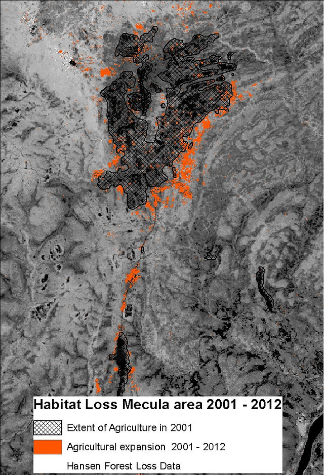 additive loss Mecula