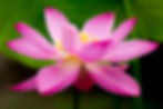 Lotus Flowers 26