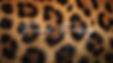 FINALLY FRIDAY : Animal Print